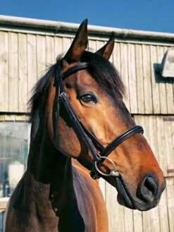 Ecorider Classic Comfort Bridle