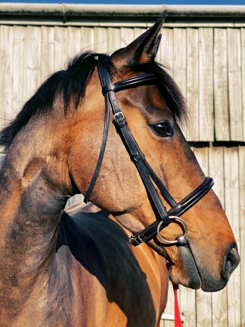 Ecorider Classic Comfort Bridle 2 Ecorider Classic Comfort Bridle - Image 2