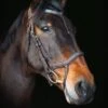 Cameo Equine Core Collection Anatomic Bridle