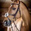 LeMieux Grackle Bridle