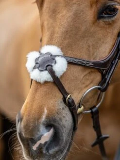 LeMieux Grackle Bridle -Equestrian Supplies 16214c