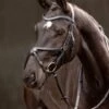 LeMieux Arika Grackle Bridle