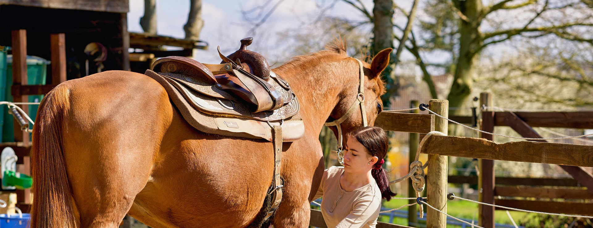 Equestrian Supplies -Equestrian Supplies horse 5033732 1920